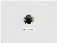 藏品(豔金龜)的圖片